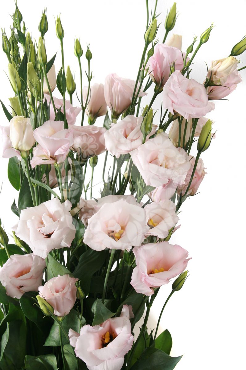 Light Blush Pink Lisianthus flower, Flowers, Bulk, Wholesale, DIY, Wedding