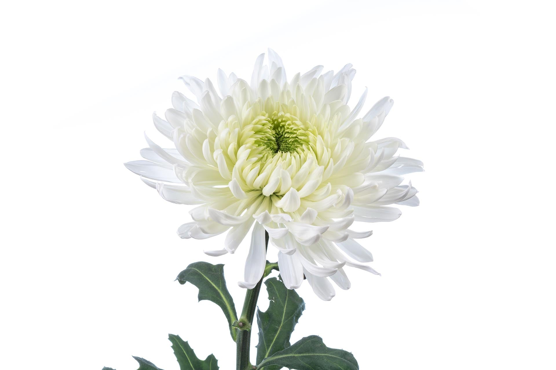 Chrysanthemum Disbud White Magnum – Frans Flowers