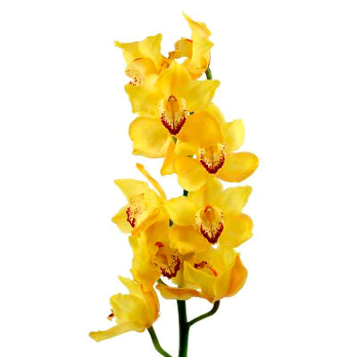 Yellow Mini Cymbidium Tropical Flower, Flowers, Bulk, Wholesale, DIY, Wedding