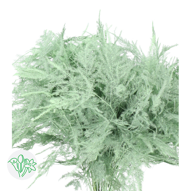 Light Green Plumosa, Foliage and Greenery, Flower, Flowers, Bulk, Wholesale, DIY, Wedding