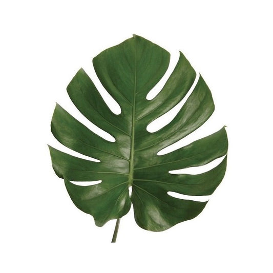 Medium Size Monstera Tropical Leaves, Greenery and Foliage, Flowers, Bulk, Wholesale, DIY, Wedding