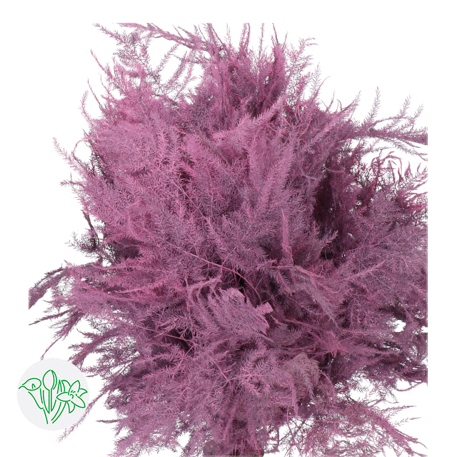 Pink Plumosa, Foliage and Greenery, flower, Flowers, Bulk, Wholesale, DIY, Wedding