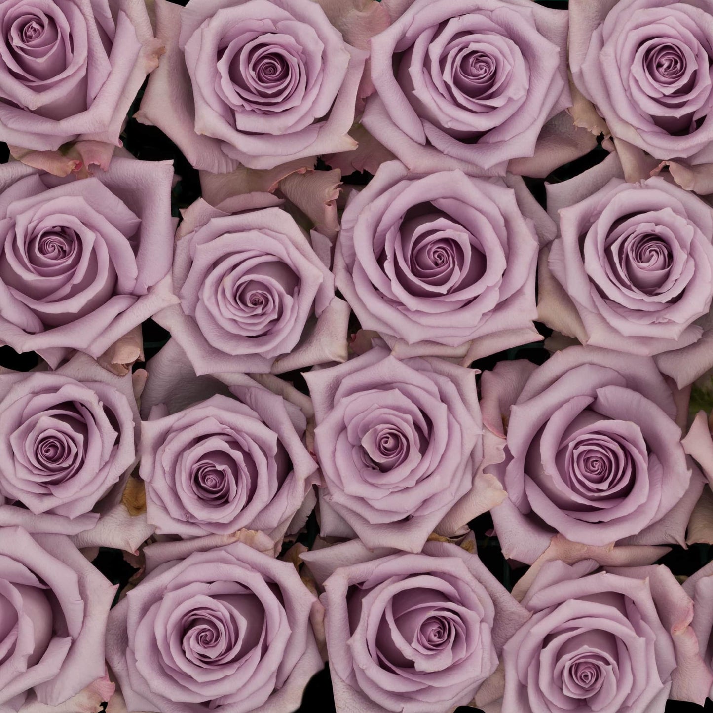 Lavender, Light Purple Roses, Rose, flower, Flowers, Bulk, Wholesale, DIY, Wedding