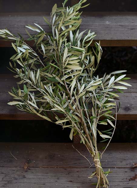 Olive Branch bunch, Greenery and Foliage, Flowers, Bulk, Wholesale, DIY, Wedding