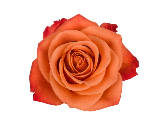 Orange Rose, Roses, flower, Flowers, Bulk, Wholesale, DIY, Wedding