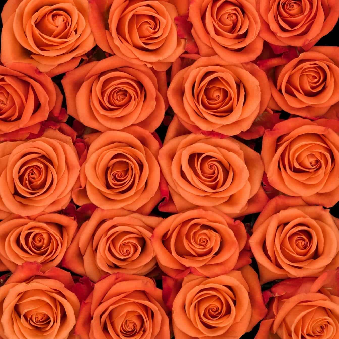 Orange Rose, Roses, flower, Flowers, Bulk, Wholesale, DIY, Wedding