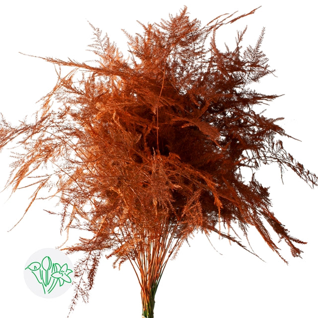 Orange Plumosa, Foliage and Greenery flower, Flowers, Bulk, Wholesale, DIY, Wedding