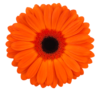 Orange Gerbera Daisy Flower, Flowers, Bulk, Wholesale, DIY, Wedding