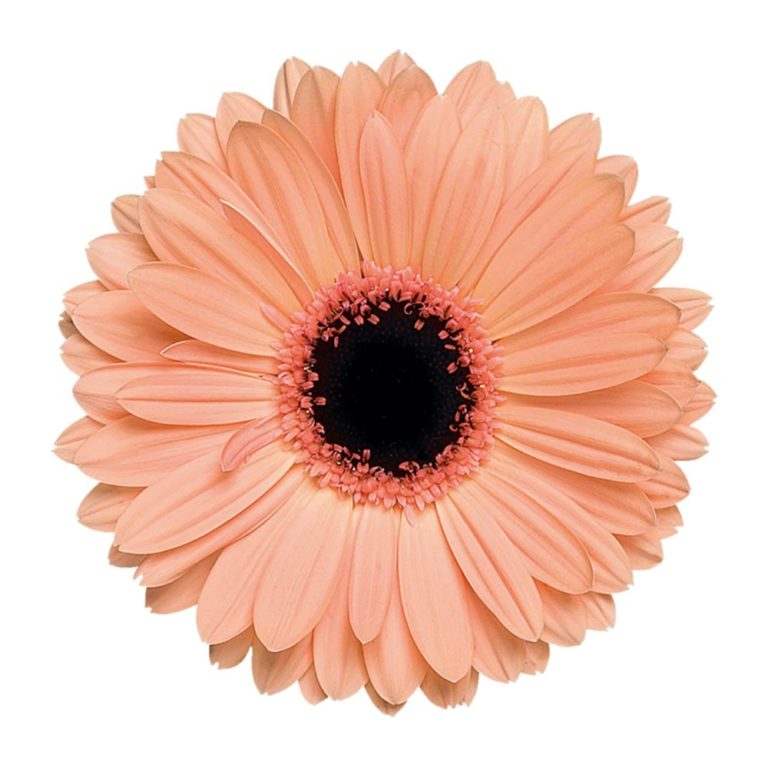 Peach Gerbera Daisy Flower, Flowers, Bulk, Wholesale, DIY, Wedding