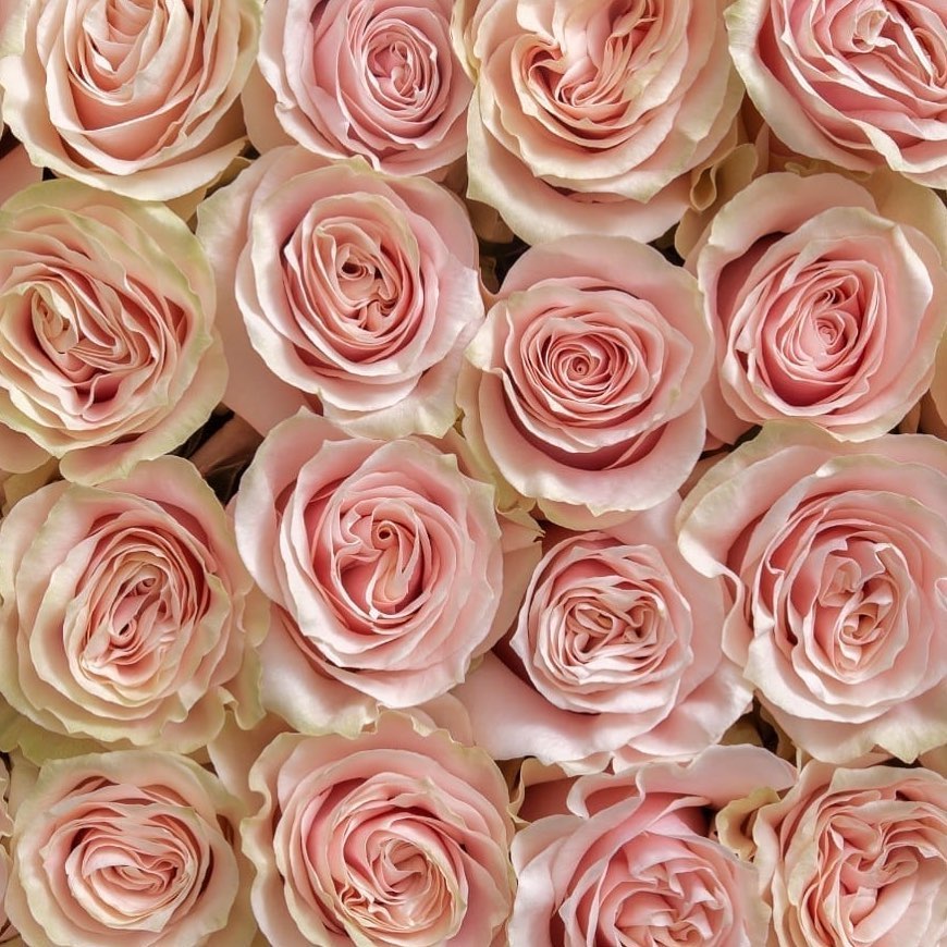 Light Blush Pink Roses, Rose, flower, Flowers, Bulk, Wholesale, DIY, Wedding