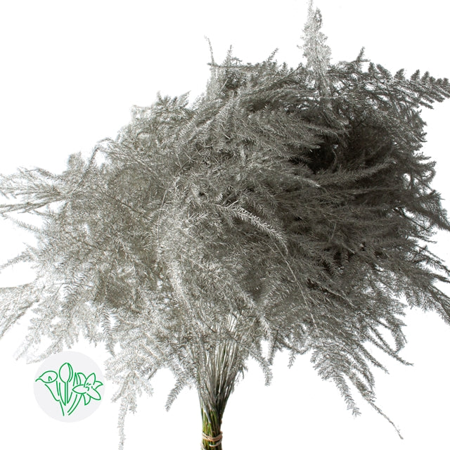 Platinum Plumosa, Foliage and Greenery, flower, Flowers, Bulk, Wholesale, DIY, Wedding