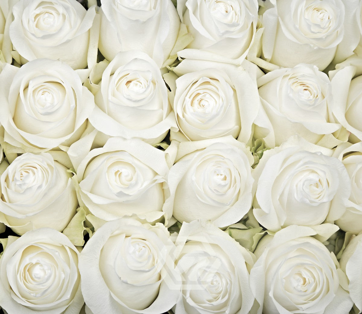 White Rose, Roses, flower, Flowers, Bulk, Wholesale, DIY, Wedding
