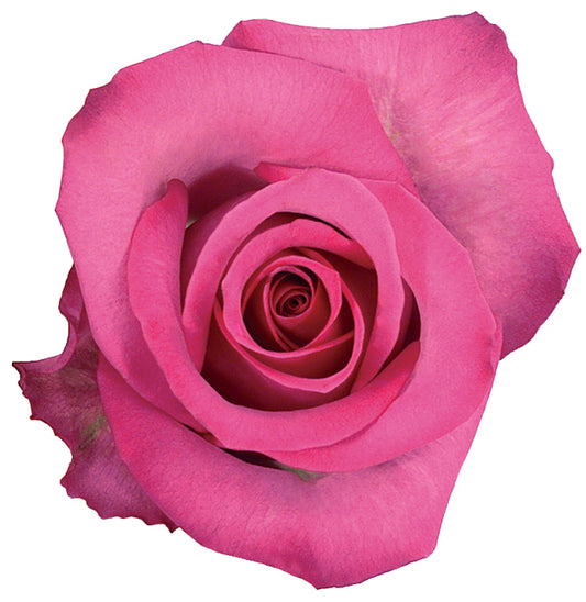 Rose, Roses, Hot Pink, flower, Flowers, Bulk, Wholesale, DIY, Wedding