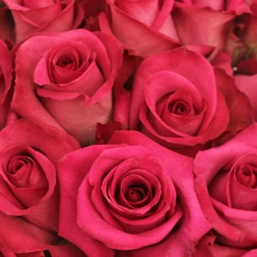 Rose, Roses, Hot Pink, flower, Flowers, Bulk, Wholesale, DIY, Wedding