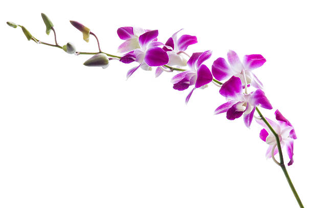 Purple Dendrobium Tropical Flower, Flowers, Bulk, Wholesale, DIY, Wedding