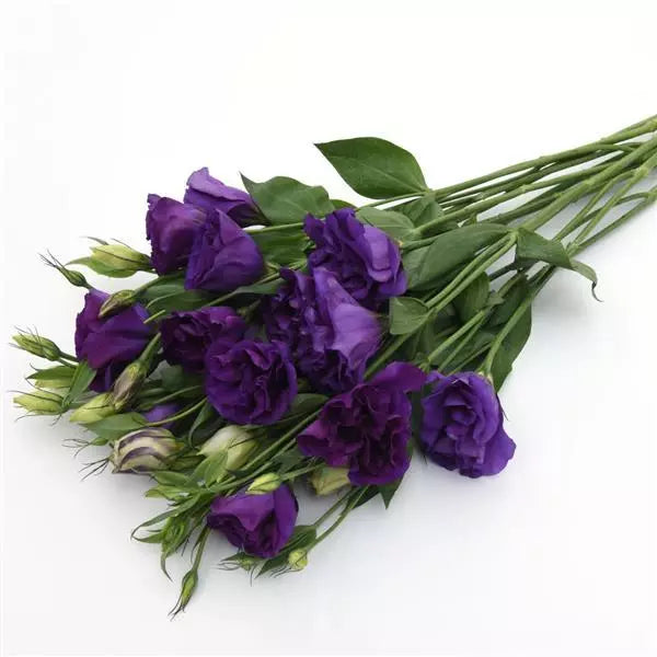 Purple Lisianthus, Flowers, Bulk, Wholesale, DIY, Wedding