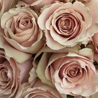 Beige Rose, Sandy Roses, Blush, flower, Flowers, Bulk, Wholesale, DIY, Wedding