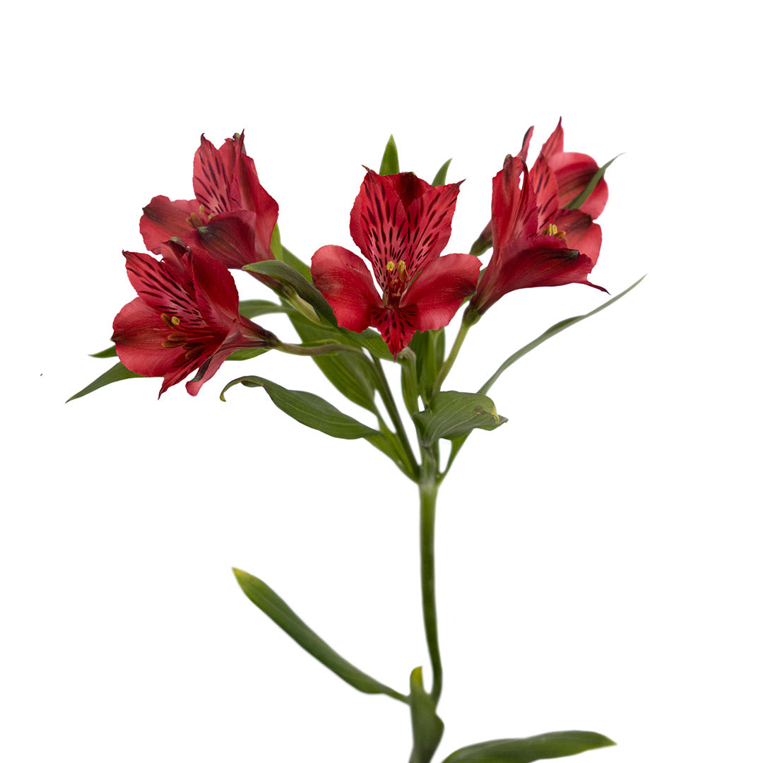 Alstromeria 10 Stem Bunch