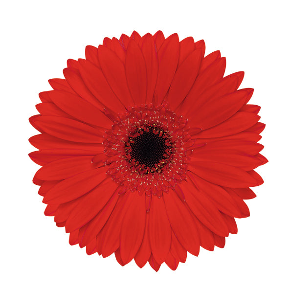 Red Gerbera Daisy Flower, Flowers, Bulk, Wholesale, DIY, Wedding