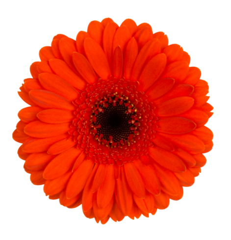Red Germini, Mini Gerbera Daisy flower, Flowers, Bulk, Wholesale, DIY, Wedding