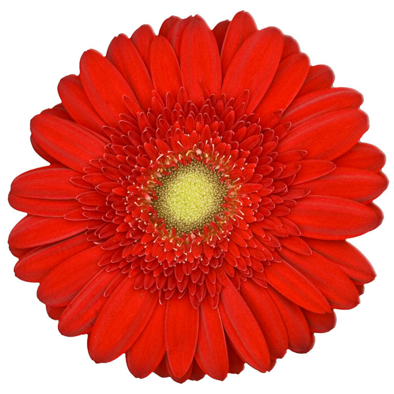 Red Gerbera Daisy Flower, Flowers, Bulk, Wholesale, DIY, Wedding