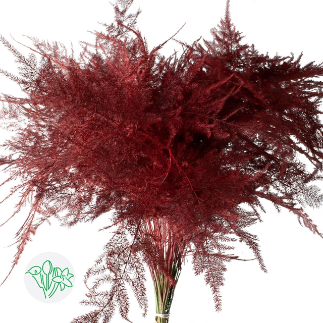 Red Plumosa, Foliage and Greenery, Flower, Flowers, Bulk, Wholesale, DIY, Wedding