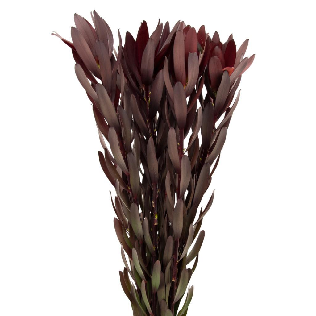 Leucodendron, Greenery and Foliage, Flowers, Bulk, Wholesale, DIY, Wedding