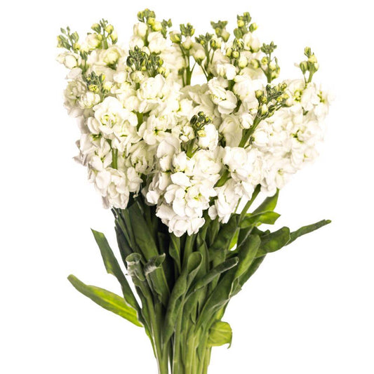 White Mathiola Stock flower, Flowers, Bulk, Wholesale, DIY, Wedding