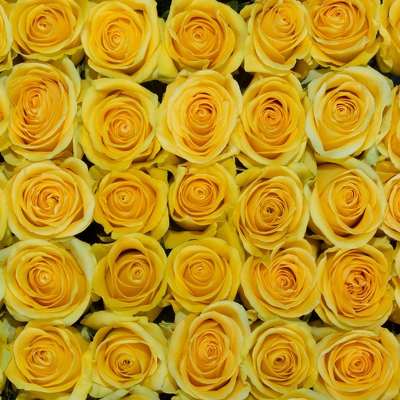 Yellow Rose, Roses, flower, Flowers, Bulk, Wholesale, DIY, Wedding