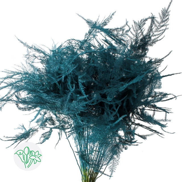 Turquoise Plumosa, Teal, Foliage and Greenery, flower, Flowers, Bulk, Wholesale, DIY, Wedding
