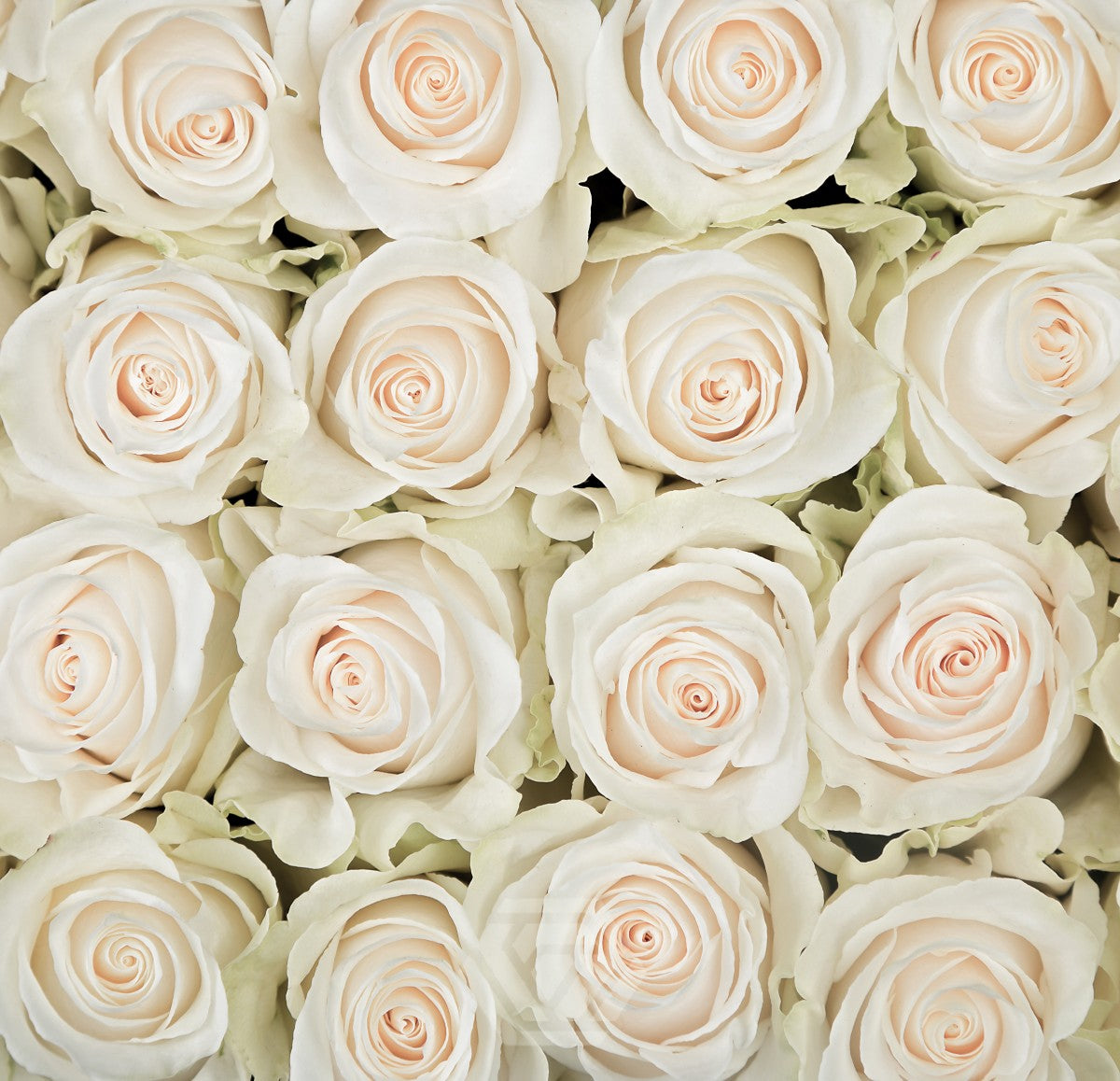 Rose, Roses, Off White, Cream, flower, Flowers, Bulk, Wholesale, DIY, Wedding