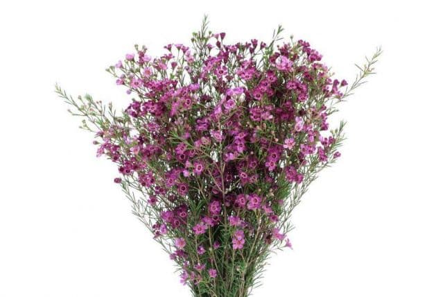 Purple Waxflower flower filler, greenery and foliage, Flowers, Bulk, Wholesale, DIY, Wedding