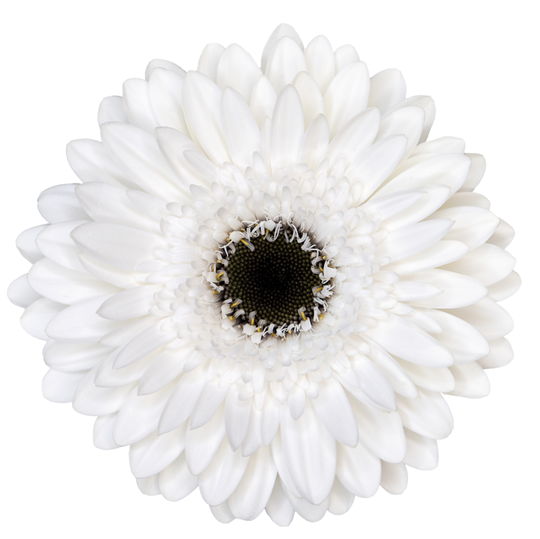 White Gerbera Daisy flower, Flowers, Bulk, Wholesale, DIY, Wedding