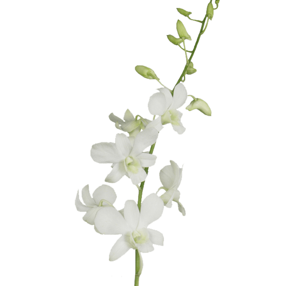 White Dendrobium Orchid, Tropical Flower, Flowers, Bulk, Wholesale, DIY, Wedding