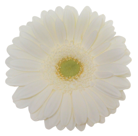 White Gerbera Daisy Flower, Flowers, Bulk, Wholesale, DIY, Wedding