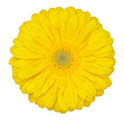 Yellow Gerbera Daisy Flower, Flowers, Bulk, Wholesale, DIY, Wedding