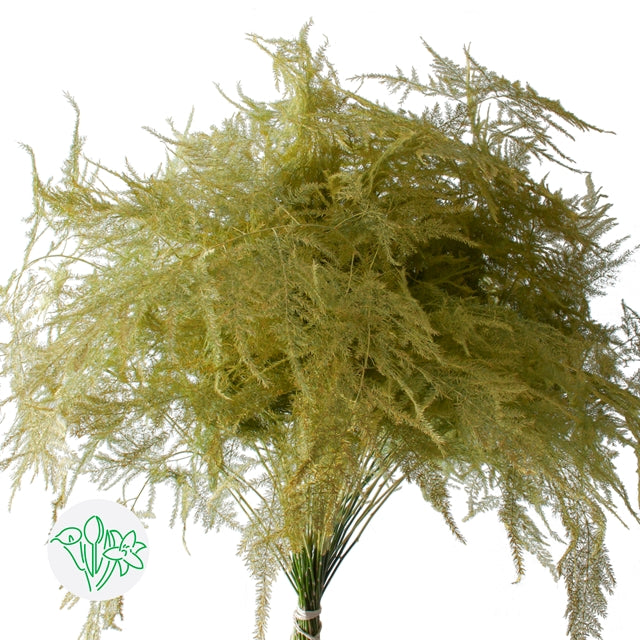 Yellow Plumosa, Foliage and Greenery, flower, Flowers, Bulk, Wholesale, DIY, Wedding