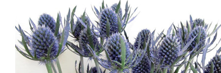 Eryngium Blue Dynamite