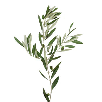 Olive Branches, Greenery and Foliage, Flowers, Bulk, Wholesale, DIY, Wedding