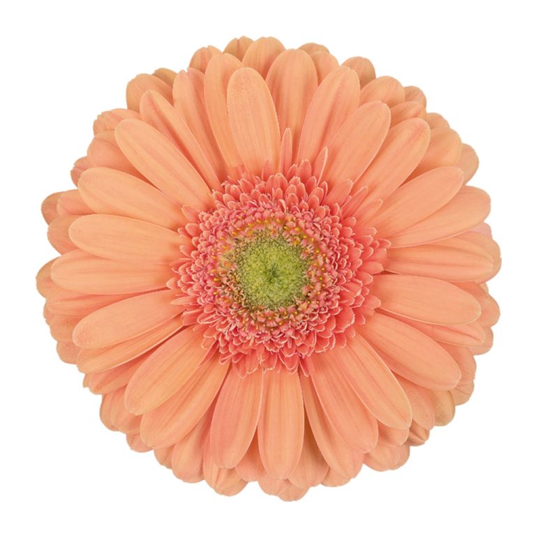 Peach Gerbera Daisy Flower, Flowers, Bulk, Wholesale, DIY, Wedding