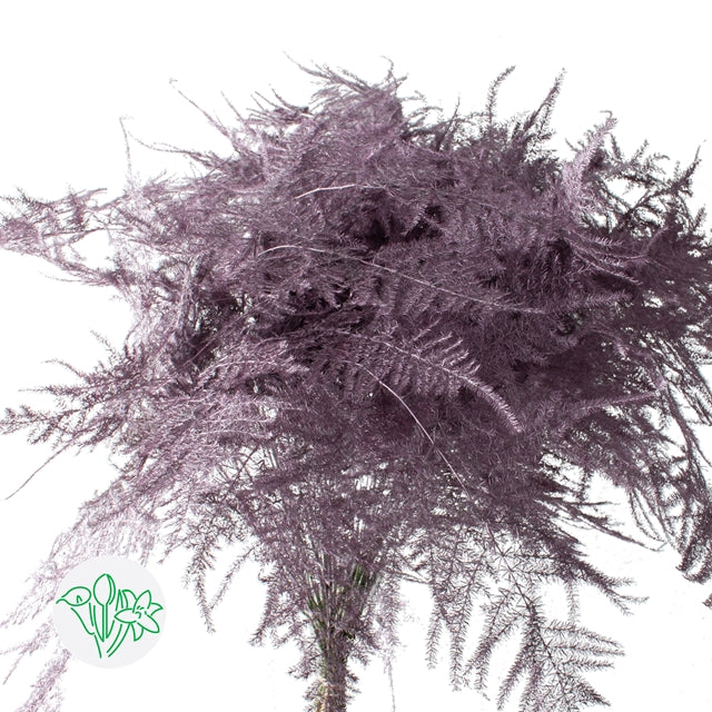 Rose Gold Plumosa, Foliage and Greenery, flower, Flowers, Bulk, Wholesale, DIY, Wedding