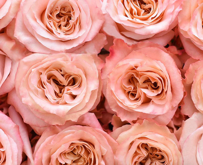 Peach Rose, Roses, flower, Flowers, Bulk, Wholesale, DIY, Wedding