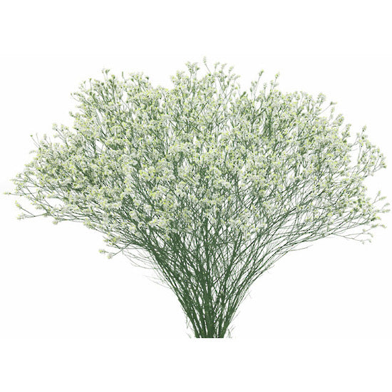 White limonium Flower filler, Greenery and Foliage, Flowers, Bulk, Wholesale, DIY, Wedding