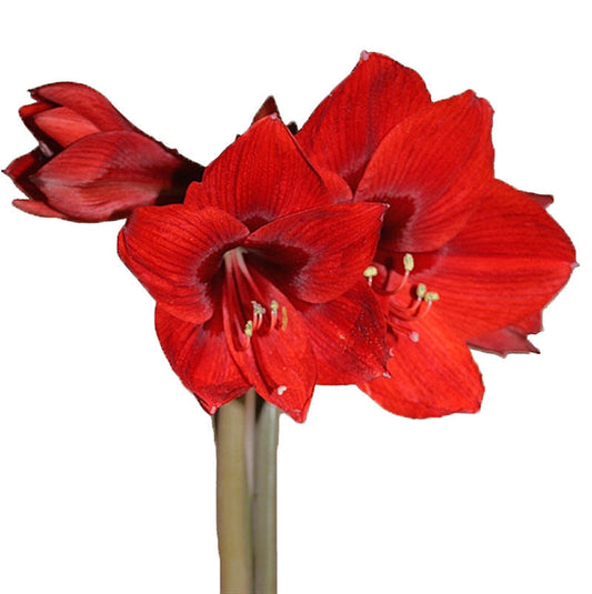 Amaryllis Mini, 5 stems - Rapido Red