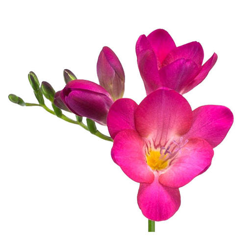 Freesia, 10 stems - Choose Your Color