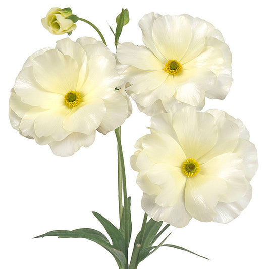 Butterfly Ranunculus Cream, 10 stems