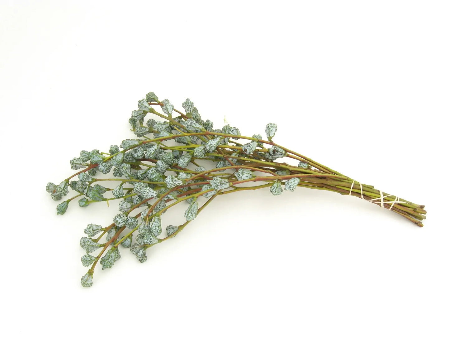 Eucalyptus Bell Pods, bunch