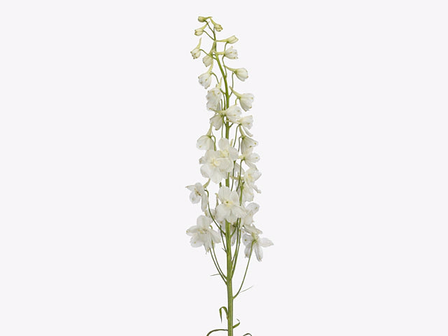 Delphinium Bella Andes White, 10 stems