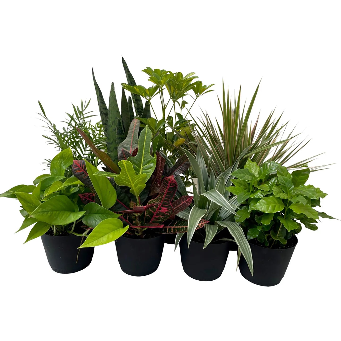 Tropical Plant Flat of 15 Pots, 4 Inch Pot Assorted Mix