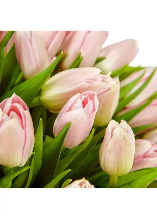 Tulips Light Pink, 10 stems (Imported, off-season pricing)